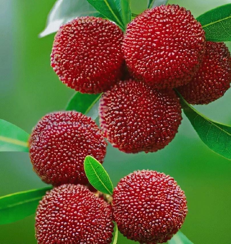 Семена Восковница красная Myrica rubra китайская земляника 3 шт.