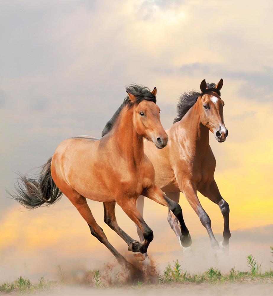Фотообои WS Wallpaper Лошади 240x260 см (31130)
