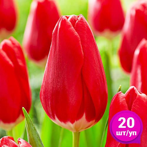 Тюльпан Florium Red Signal 20 шт. (18873) - фото 5 Тюльпан Florium Red Signal 20 шт. (18873) - фото 5