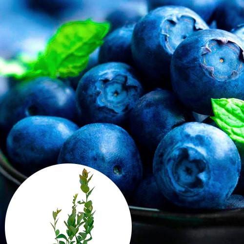 Саженец Эксклюзив Голубика сочного синего блестящего цвета Сладкий восторг Sweet Delight (47687) Саженец Эксклюзив Голубика сочного синего блестящего цвета Сладкий восторг Sweet Delight (47687)