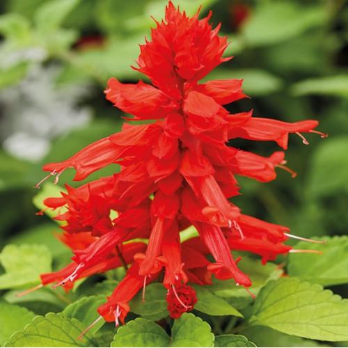 Семена цветов Hem Genetics Сальвия блестящая Reddy Lime Leaved Red 250 шт. (BN13111-2)