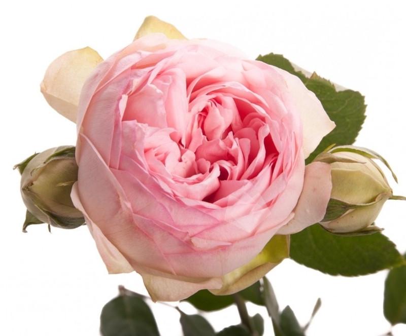 Роза Bridal Piano Чайно-гибридная (2669458572) - фото 2