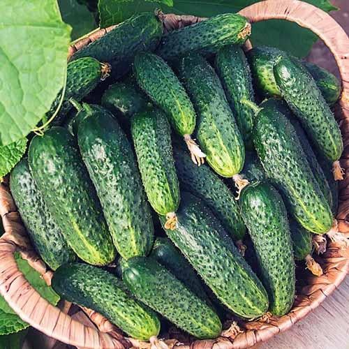 Семена Огірок Florium Сатіна F1 (6324)