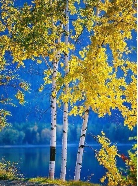 Алмазна мозаїка Береза восени на полотні з підрамником 30х40 см (GB79751)