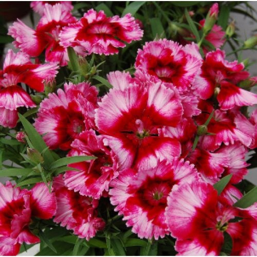 Семена цветов Гвоздика китайская Diana Crimson Picotee Hem Genetics 50 шт. (BN09206-3)