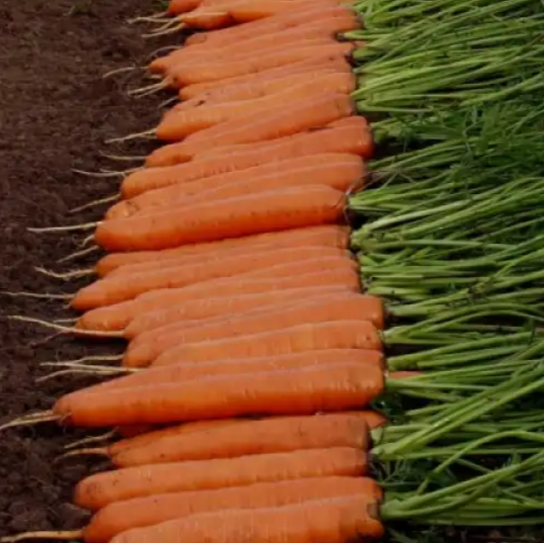 Семена Морковь Monanta ТД Гекса-Украина 1000 г 01-17-180 (IR00997)