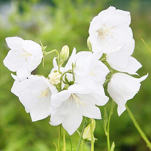 Кампанула Persicifolia White Florium (13054)