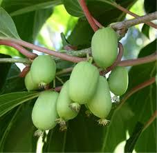 Саджанець актинідії Kiev Hybrid жіночий сорт морозостійка Р9 (610614331) - фото 2