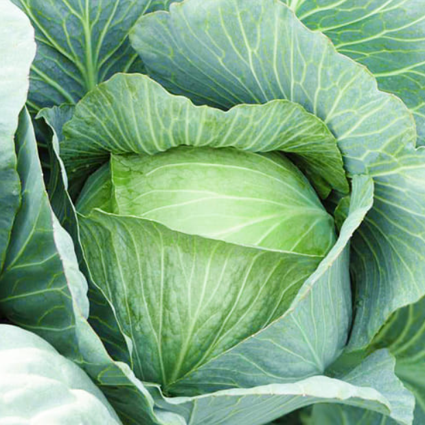 Насіння Капуста білокачанна Бригадир F1 Clause ТД Гекса-Україна 01-06-229 2500 шт. (IR002607)