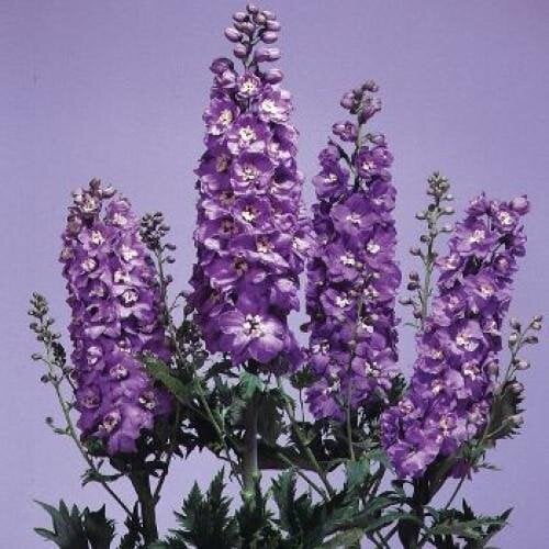 Насіння квітів Дельфініум Magic Fountains Lavend with White Bee (BN04168-4)