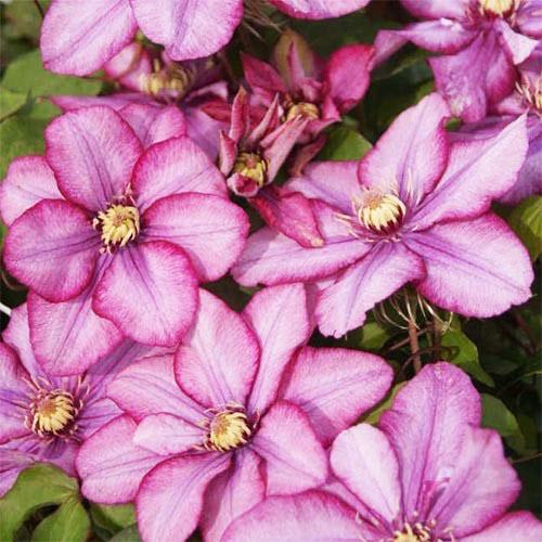 Клематис Paradiso Florium - фото 2 Клематис Paradiso Florium - фото 2