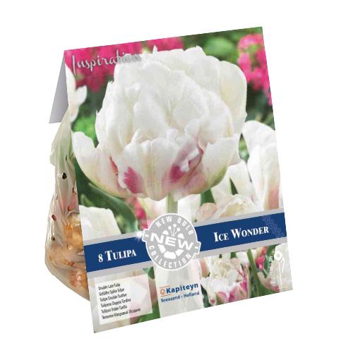Тюльпан Florium Ice Wonder (18203)
