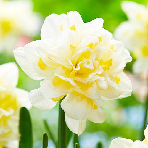 Нарцисс Florium Irene Copeland (3664)