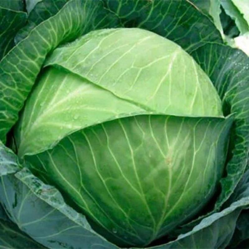 Семена Капуста Белокочанная Syngenta KILOHERB F1 2 500 шт. (1985611966)