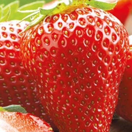 Сажанец Клубника Лючия Lycia 5шт ультраранний срок созревания (122976)