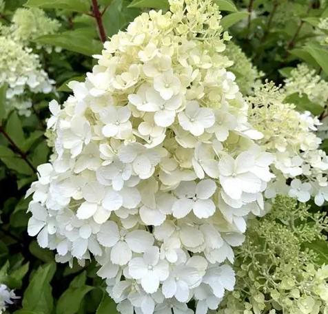 Гортензія волотиста Polar Bear