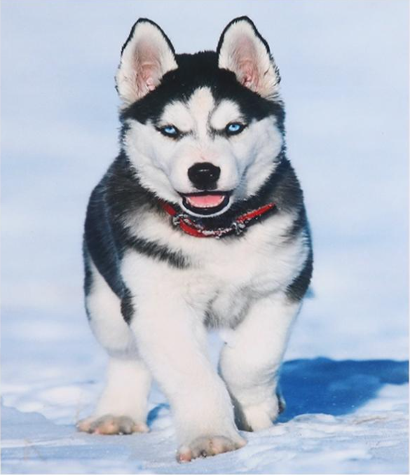 Алмазна мозаїка за номерами Josef Otten Хаскі 60531 30x40 см (MTT-177602)