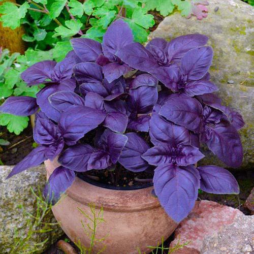 Насіння Базилік Florium Бакинський фіолетовий (17177)