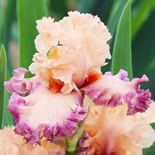 Ирис Poster Girl Florium