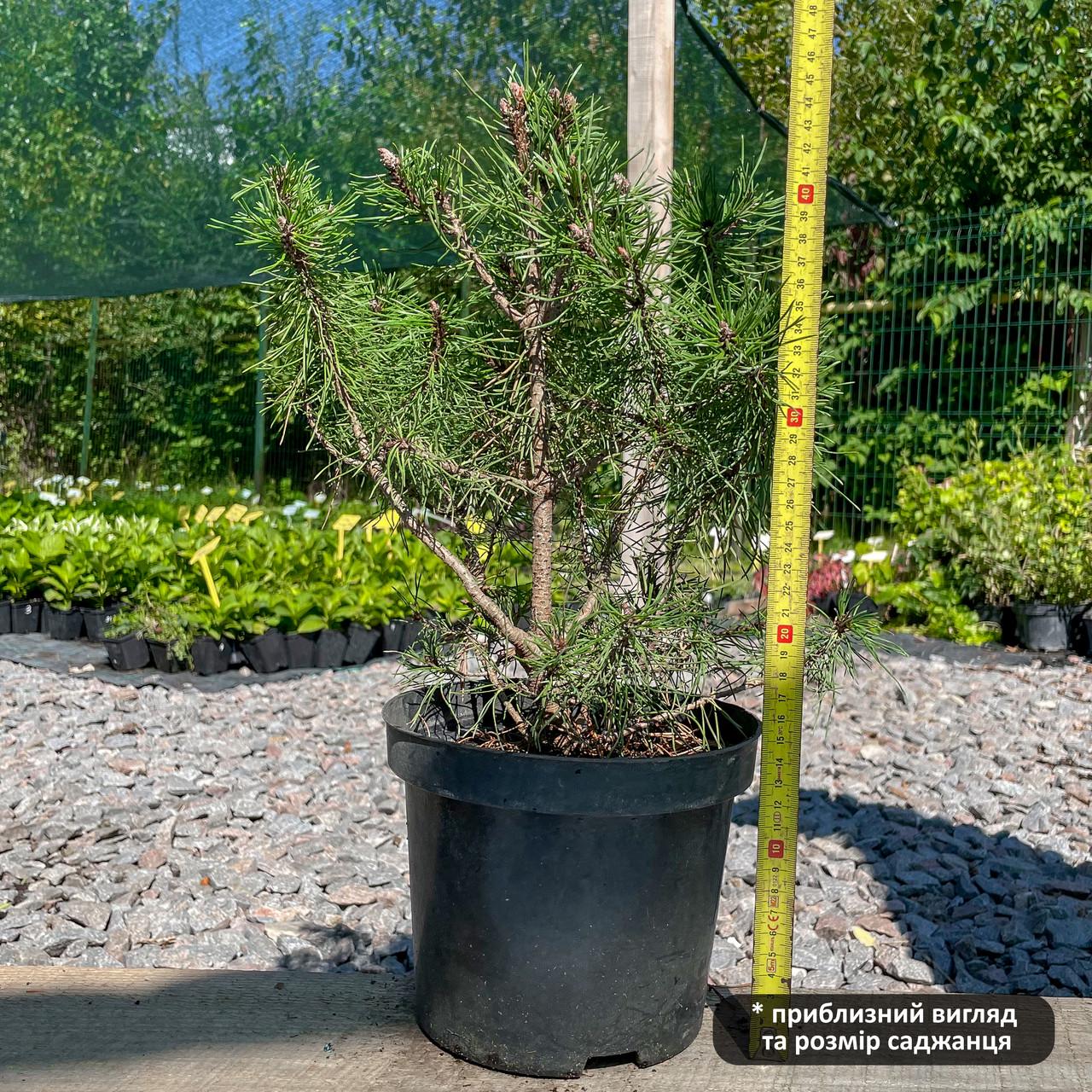 Саженец сосны горной Pinus mugo Pumilio 3-х летняя С3 (1418093716) - фото 2 Саженец сосны горной Pinus mugo Pumilio 3-х летняя С3 (1418093716) - фото 2