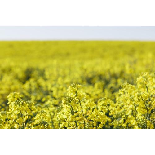 Семена горчицы белой 1 кг (1192) - фото 2 Семена горчицы белой 1 кг (1192) - фото 2