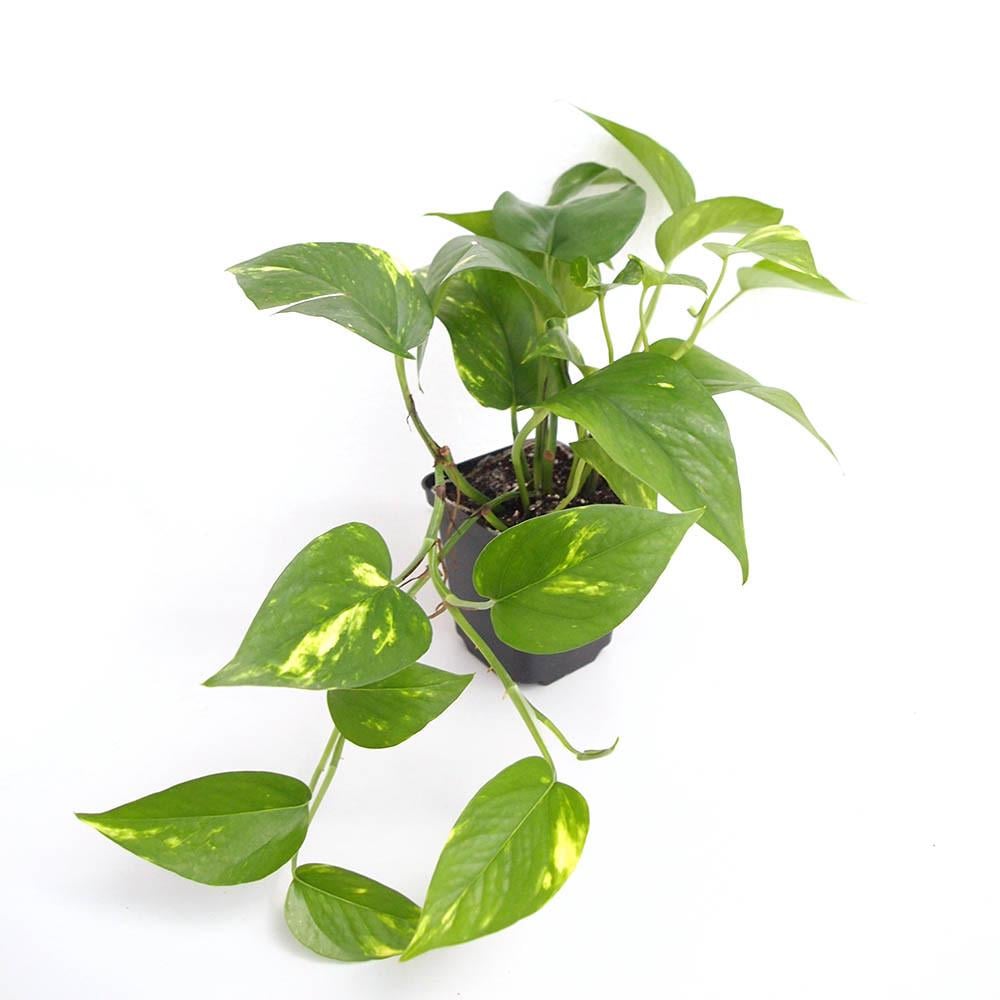 Эпипремнум Ауреум 12/20 см (2681152969) Эпипремнум Ауреум 12/20 см (2681152969)