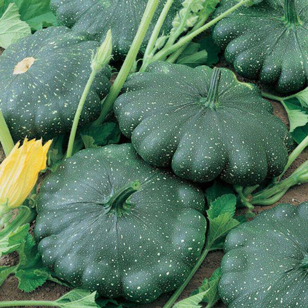 Семена Патиссон Гагат ТМ Агроном ТД Гекса-Украина 01-05-057 10 шт. (IR01182)