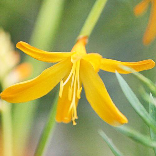 Крокосмия Florium George Davison (13597)