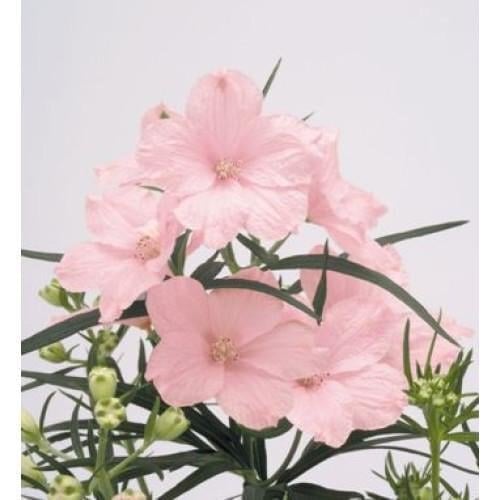 Семена цветов Дельфиниум Summer Morning Benary 500 шт. (BN04185-2)