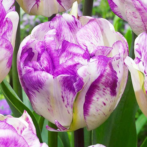Тюльпан Florium Shirley Double (15952)