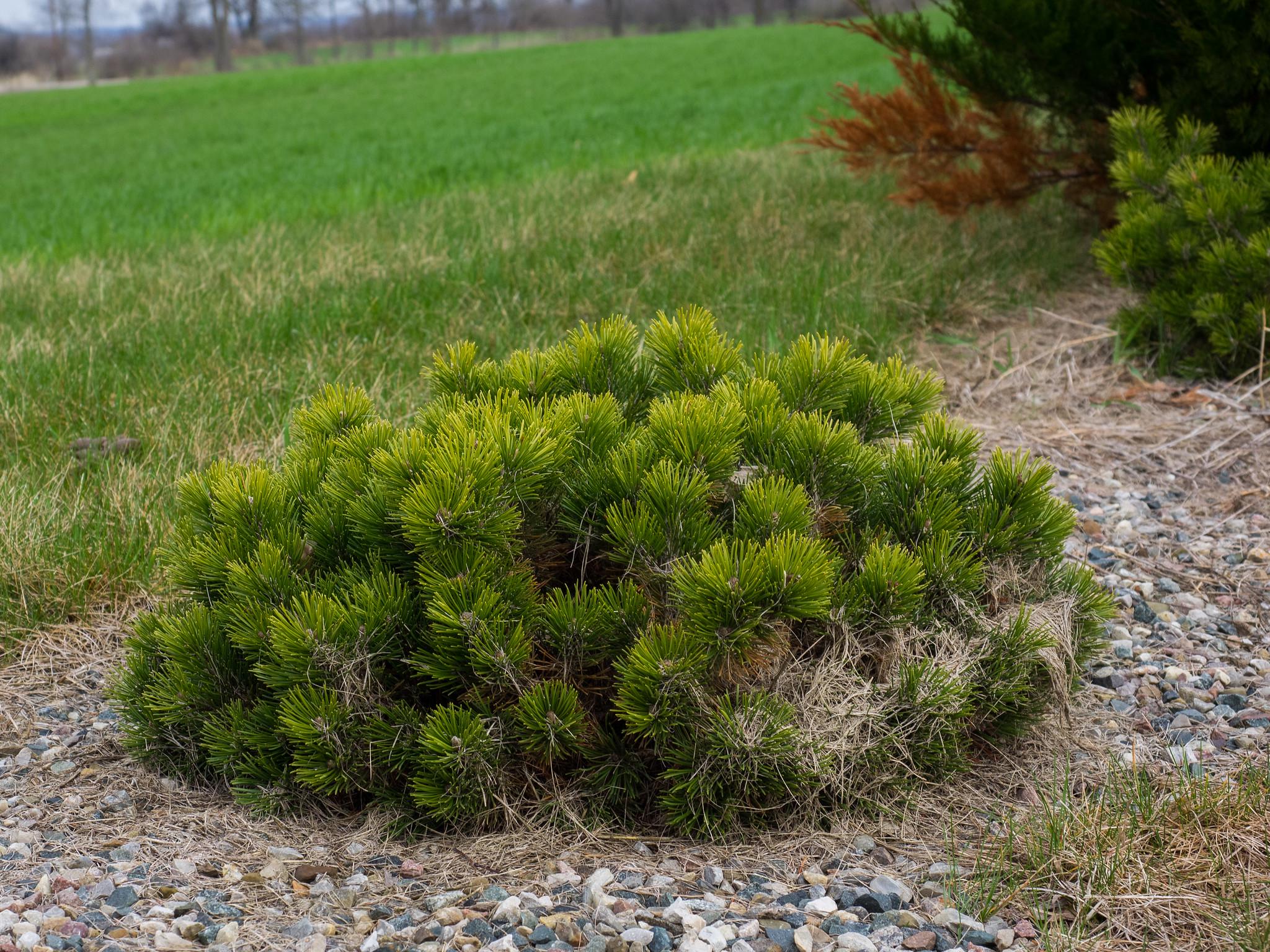 Сосна горная Пумилио Pinus mugo Pumilio 1 шт. (38290245)