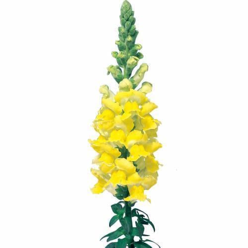Семена цветов Sakata Львиный зев Admiral Yellow 50 шт. (BN06368-3)