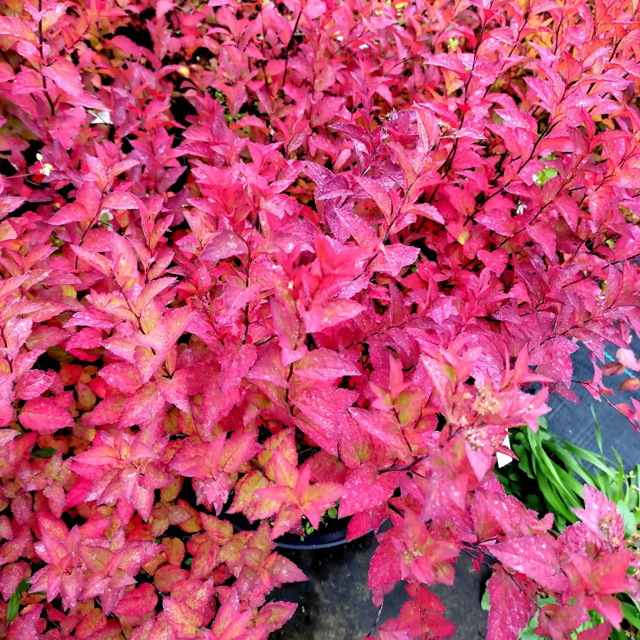 Саджанець спіреї японська Файерлайт Spiraea japonica Firelight Р9 (769034224) - фото 2 Саджанець спіреї японська Файерлайт Spiraea japonica Firelight Р9 (769034224) - фото 2