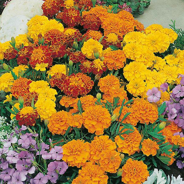 Семена Бархатцы Бонита смесь 0,5 г