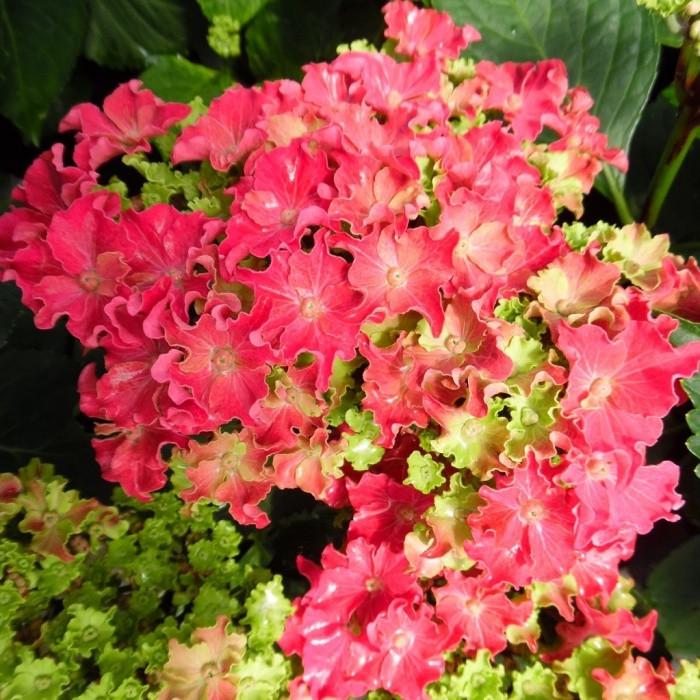 Саджанець гортензії крупнолистної Hydrangea macrophylla Curly Sparkle Hot Pink Р9 (1531727515) - фото 1