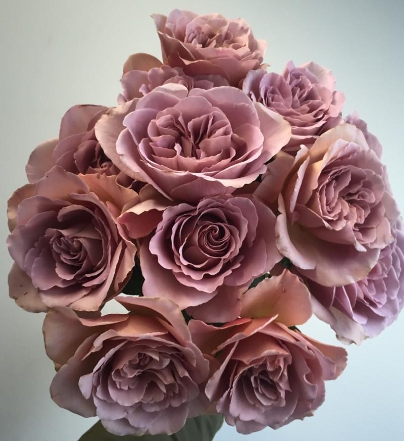 Роза Cafe Latte Чайно-гибридная в контейнере (2669458548)