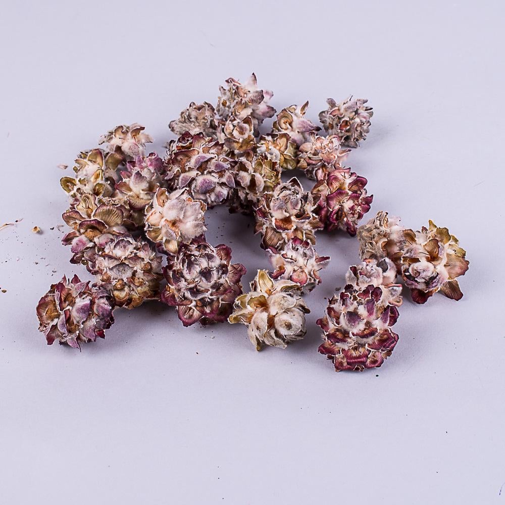 Сухоцвет шишка pubescens (4562) Сухоцвет шишка pubescens (4562)