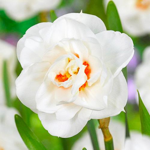 Нарцисс Florium Acropolis (3280)