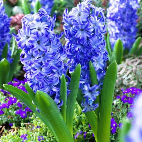 Гиацинт Florium Aqua (12829) - фото 3 Гиацинт Florium Aqua (12829) - фото 3