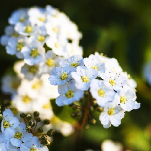 Спирея Florium Halward's Silver (4074)