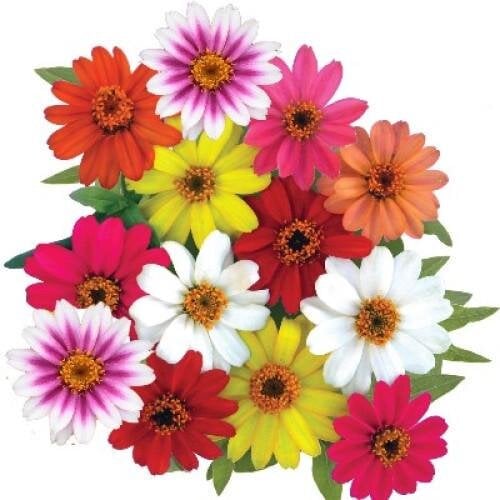 Семена цветов Sakata Циния Profusion Profusion Mix 250 шт. (BN06954-2)