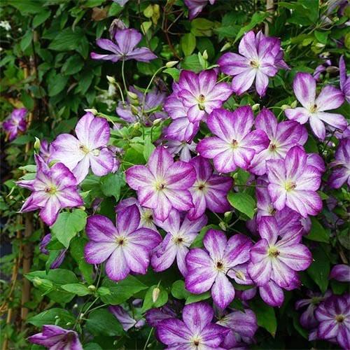 Клематис Pernille Florium - фото 3