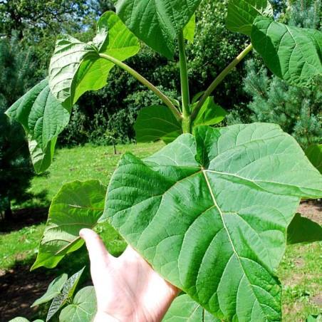 Насіння Павлівні повстяне Paulownia tomentosa 200+ шт./уп. - фото 3