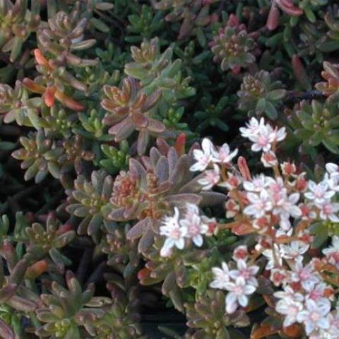 Саженцы очиток седум краснолистный белый ОКС - фото 2 Саженцы очиток седум краснолистный белый ОКС - фото 2