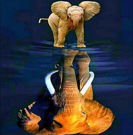 Алмазная вышивка мозаика Diy Слон. Отражение 30х40 см DZDP1152
