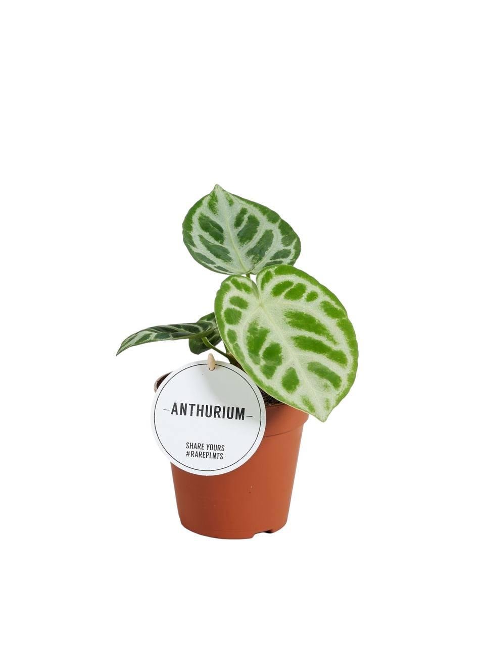 Антуриум Сильвер Блаш 12/30 см (2698884377) Антуриум Сильвер Блаш 12/30 см (2698884377)