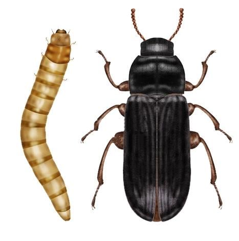 Корм для муравьев набор личинки жука-знахаря вечный белок (2542383149)