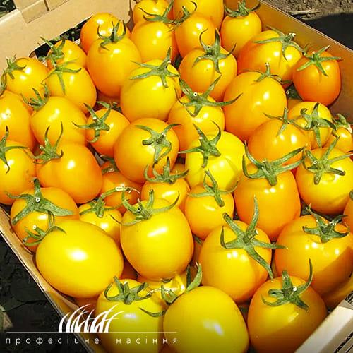 Семена Томат Florium Елоу Рівер F1 (11774)