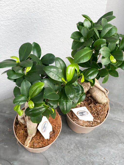 Фікус Гінсенг Мікрокарпа 12х35 см - фото 3