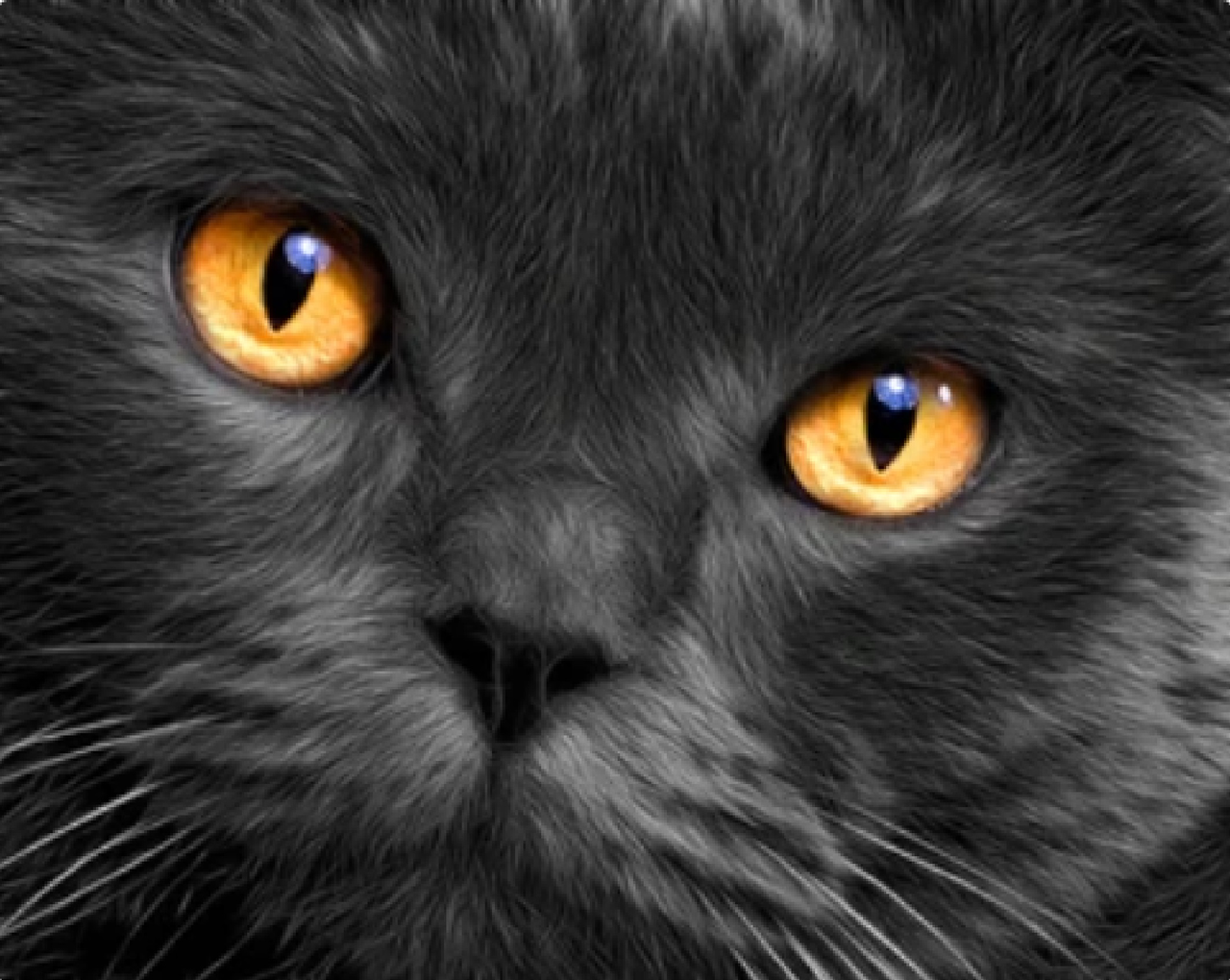 Алмазная мозаика Взгляд кота квадратные камни/без подрамника 40х50 см (32927390)